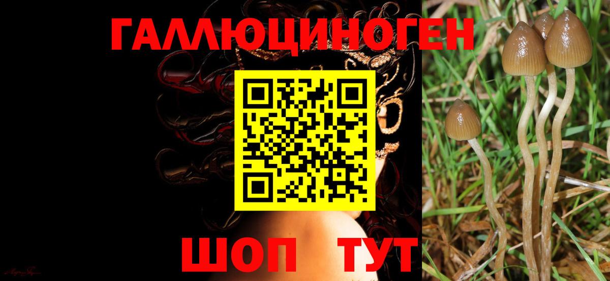 Псилоцибиновые грибы мухоморы  Галлюциногенные грибы Psilocybe  магазин  наркотиков  Вход с VPN  Хасавюрт 